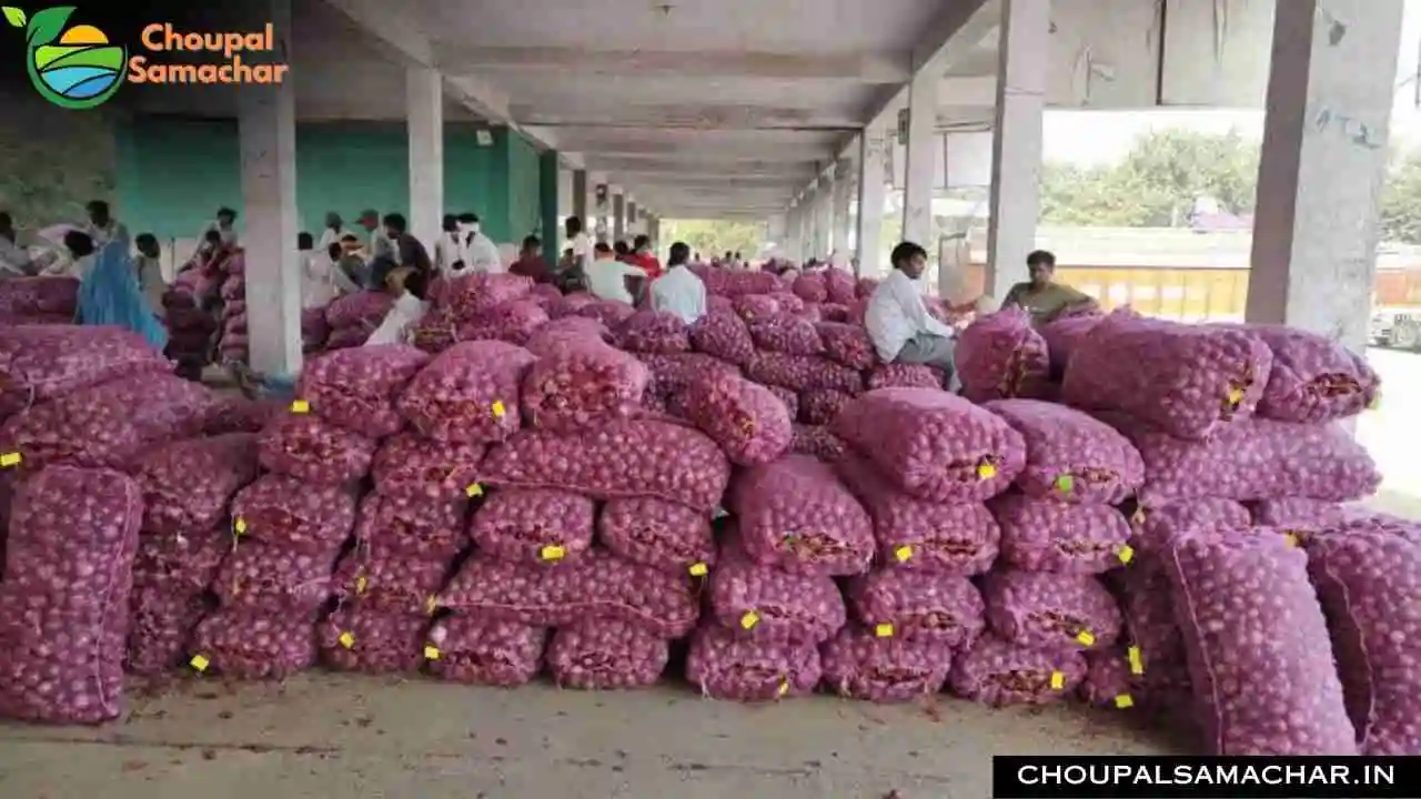Mandi Price Today