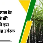 Sugarcane Cultivation