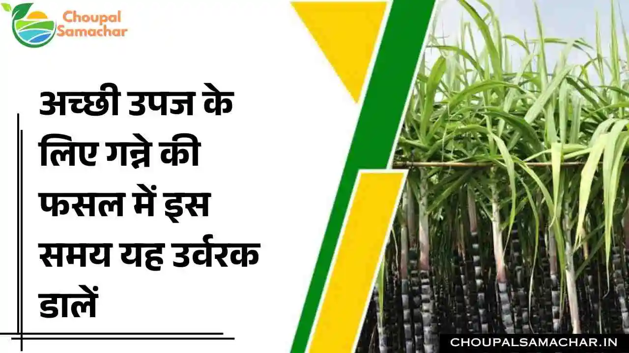 Sugarcane Cultivation