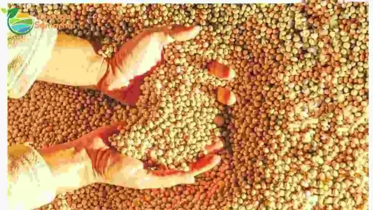 Soybean Price