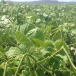 Mung Cultivation