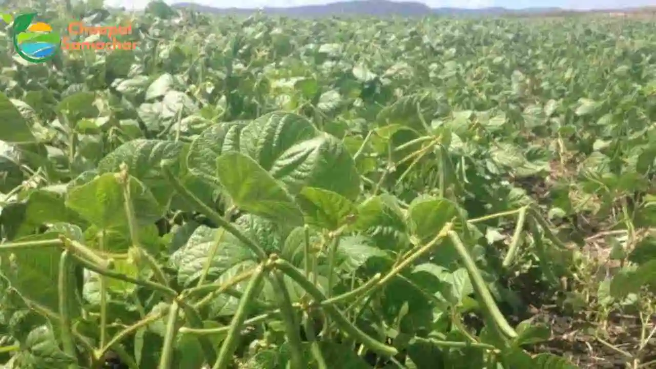 Mung Cultivation