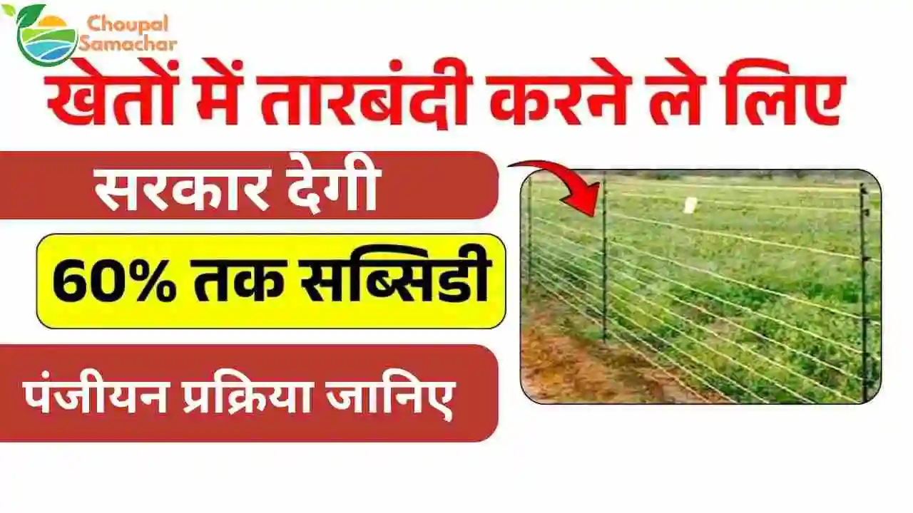 Tarbandi Scheme 2025