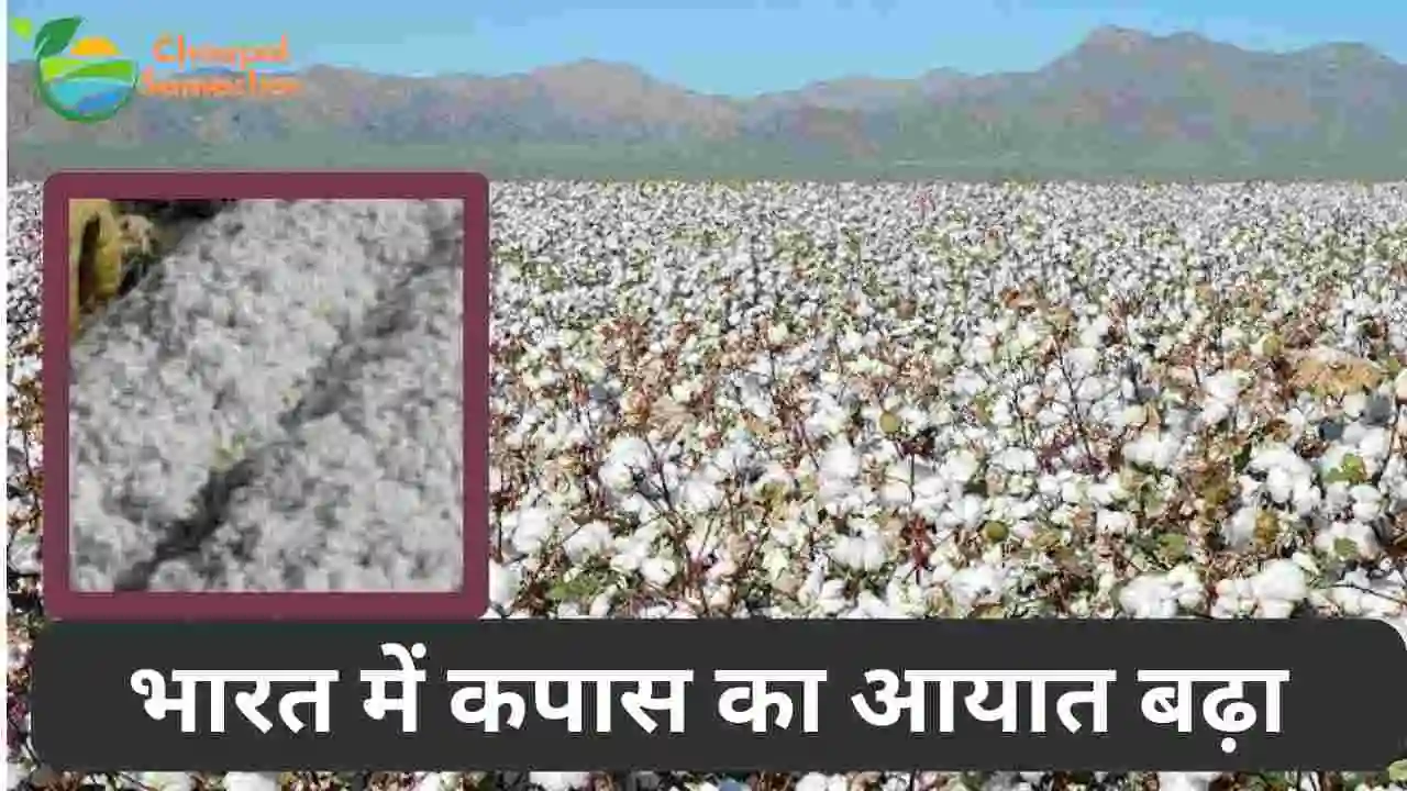 Cotton Imports Increase