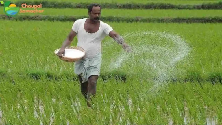 Fertilizer Rate 2025