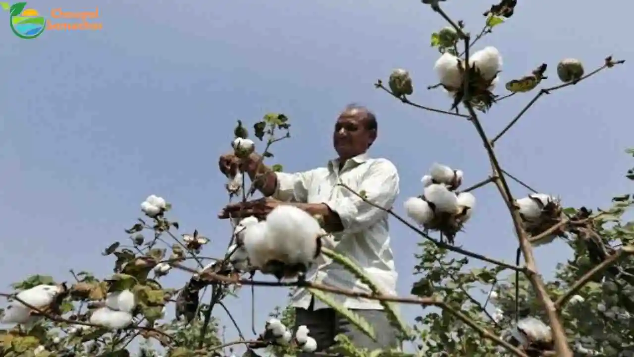 BT Cotton Varieties