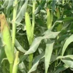 Maize Farming