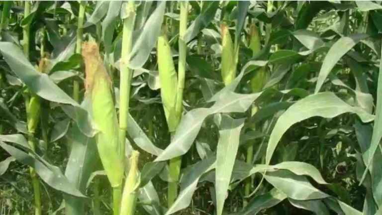 Maize Farming