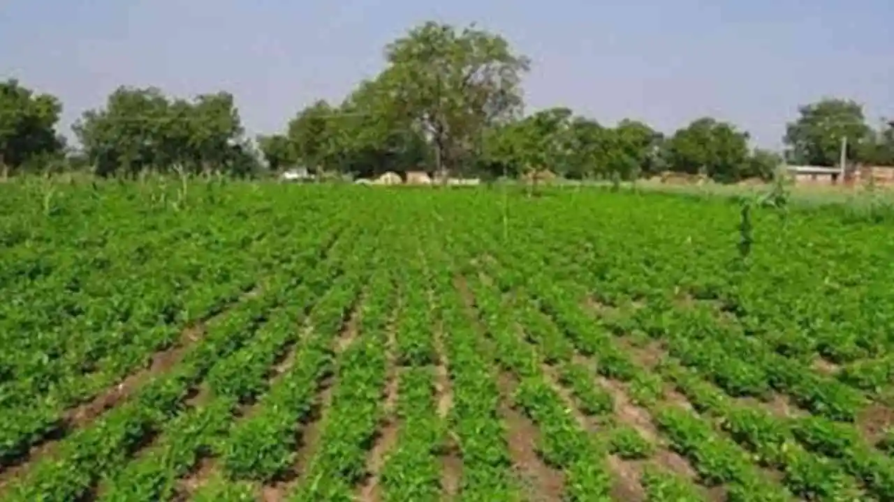 Agriculture Strategy