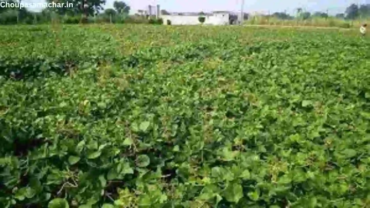 Agricultural Advisory
