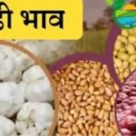Potato Onion Garlic Price
