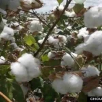Cotton Advisory