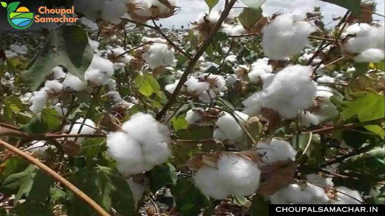 Cotton Advisory