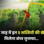 Vegetables Cultivation