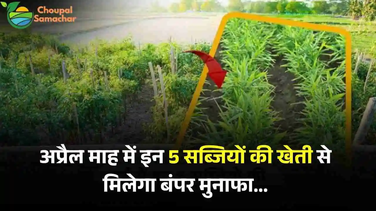 Vegetables Cultivation
