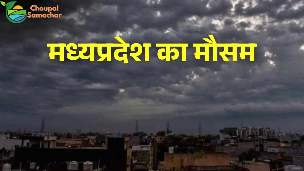 MP Weather