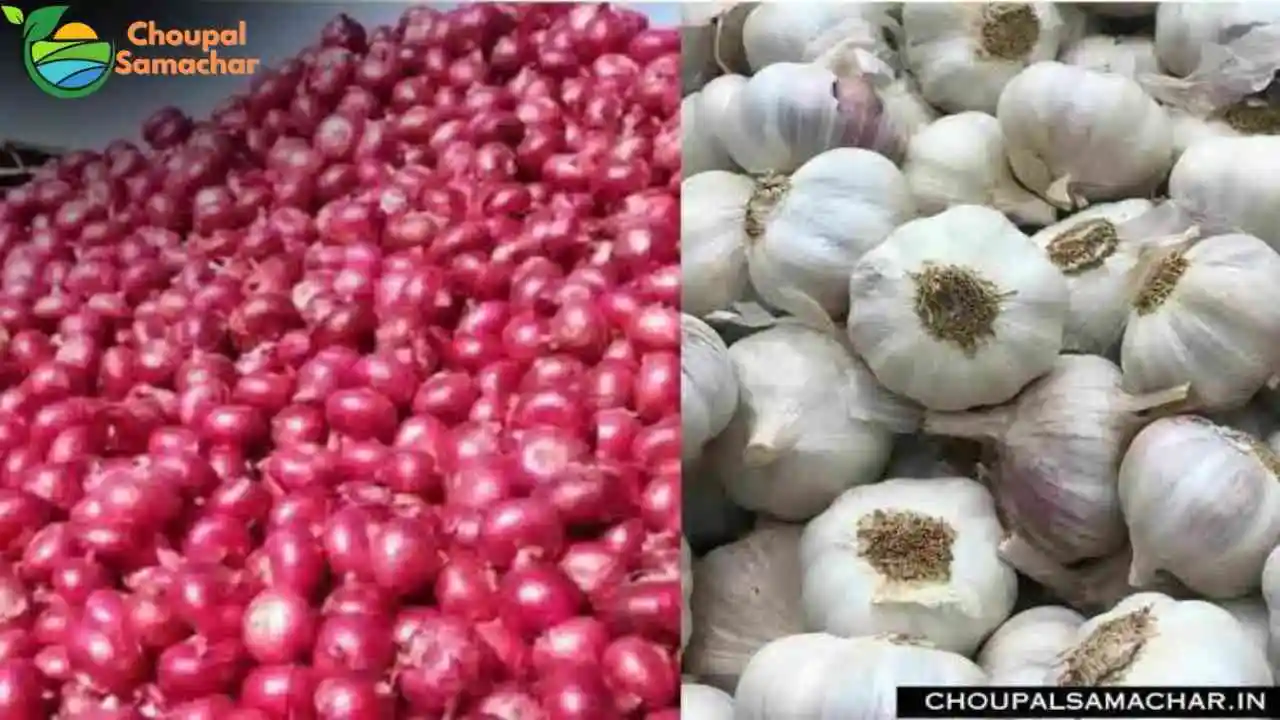 Today Mandi Price