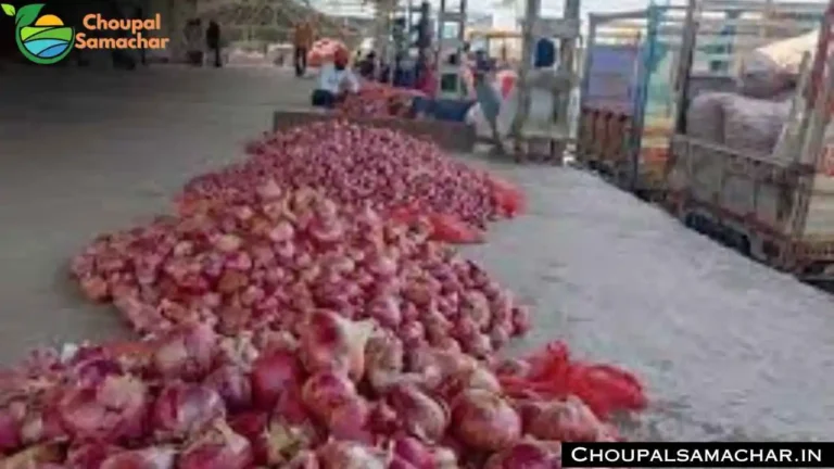 Onion Garlic Price