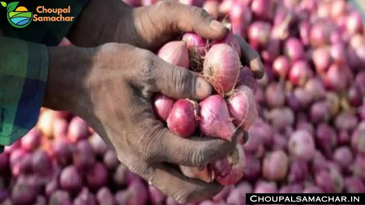 Today Onion Garlic Price