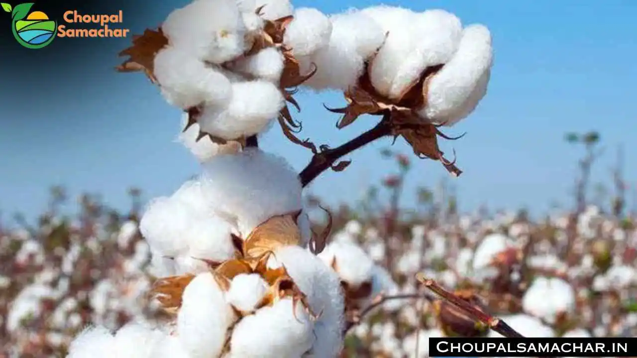 Cotton Farming