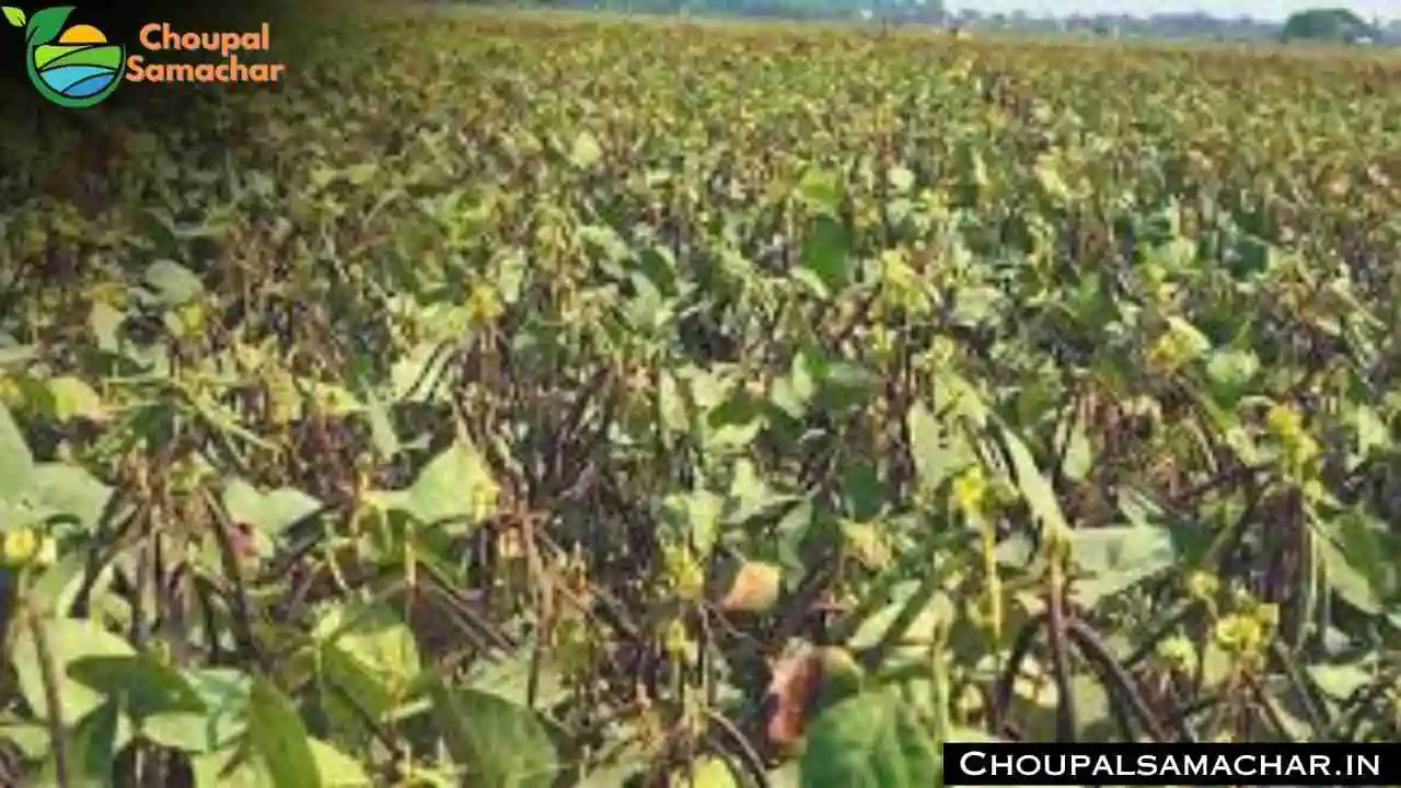 Moong Cultivation