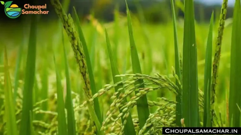 Top Paddy Varieties
