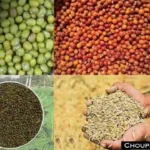 Subsidy on Seed