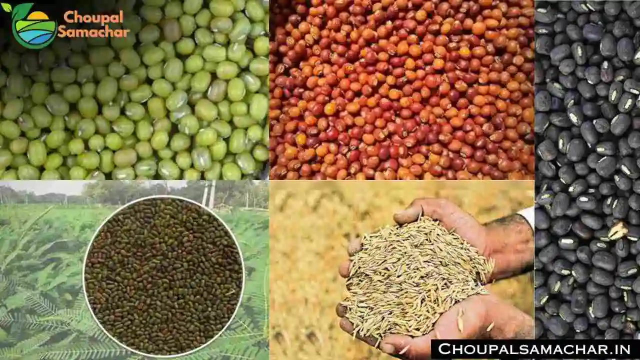 Subsidy on Seed