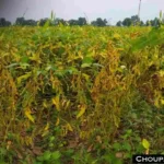 Soybean Agrni 777