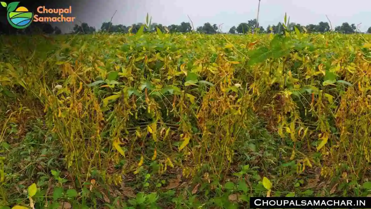 Soybean Agrni 777