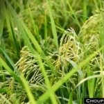 Paddy Variety