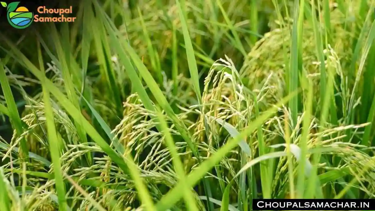Paddy Variety