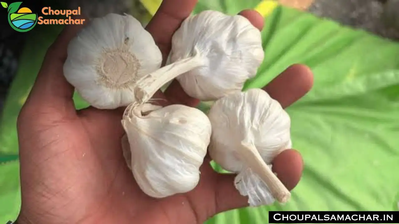 Garlic Onion Rate