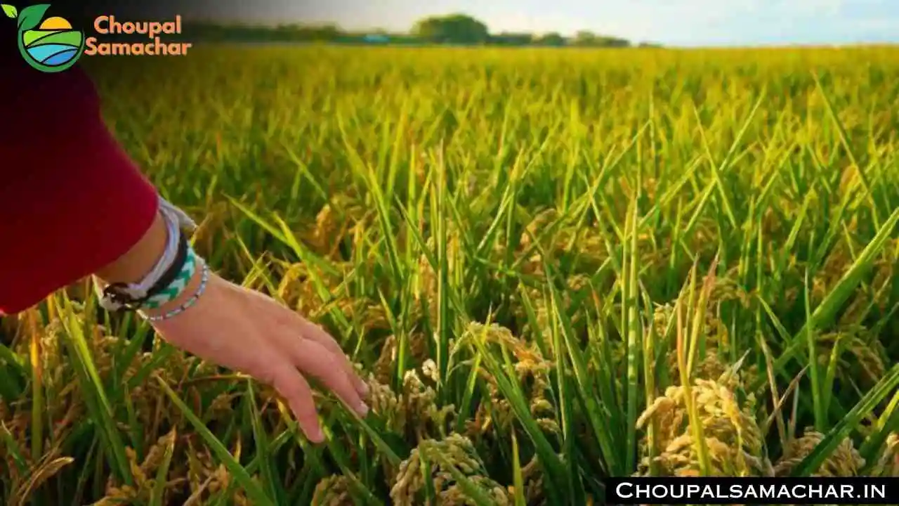 Paddy Varieties