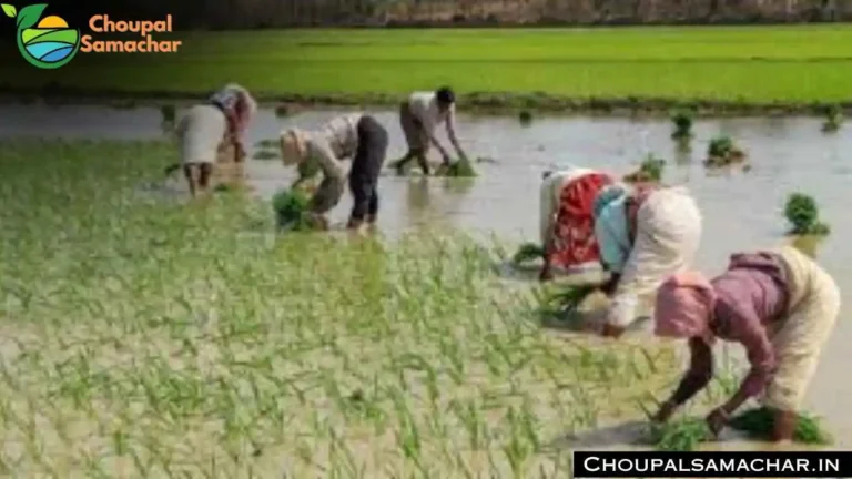 Gypsum Fertilizer
