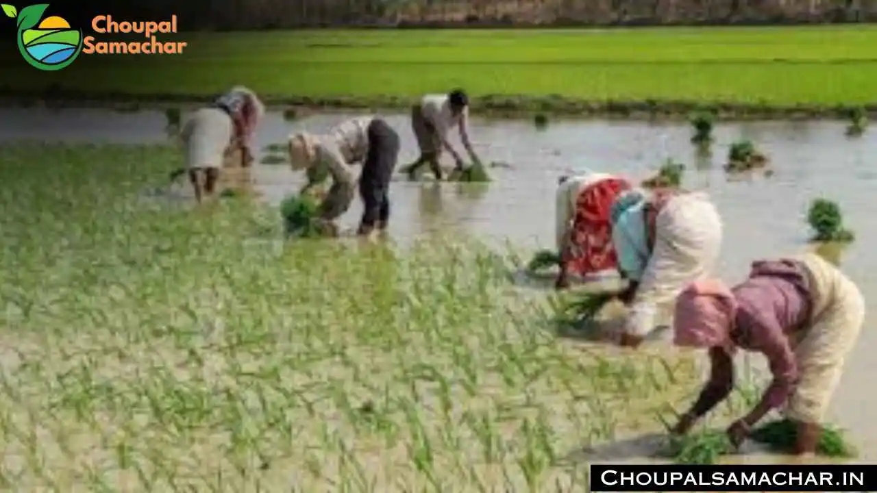 Gypsum Fertilizer