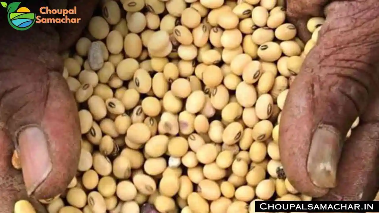 Soybean
