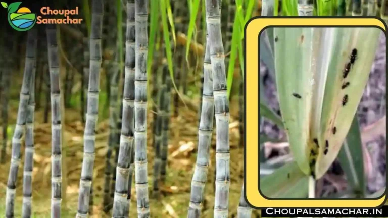 Sugarcane crop