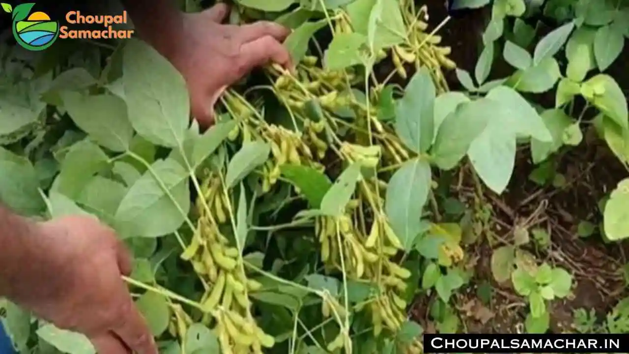 Ankur Soybean Variety