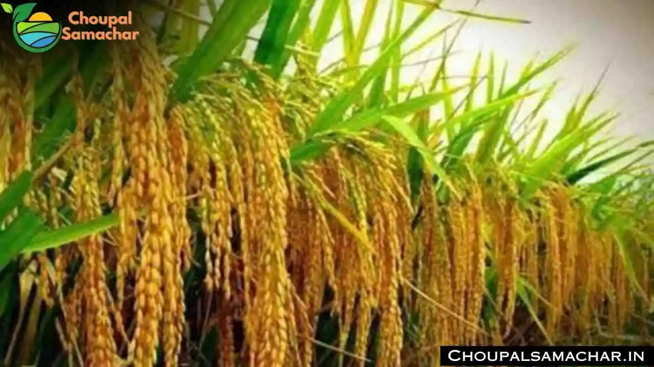 Paddy Pesticides