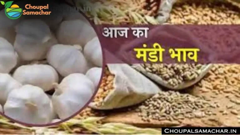 Indore Mandi Price