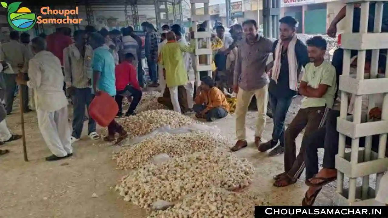 Mandi Commodities Price