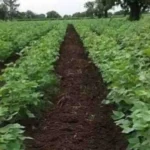 BT Cotton Farming