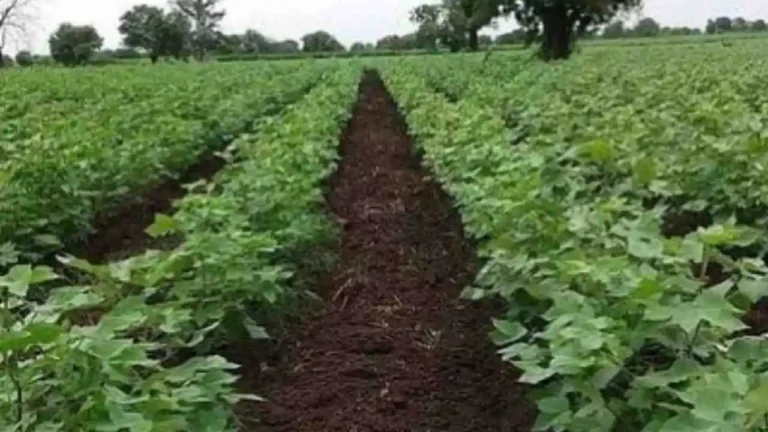 BT Cotton Farming