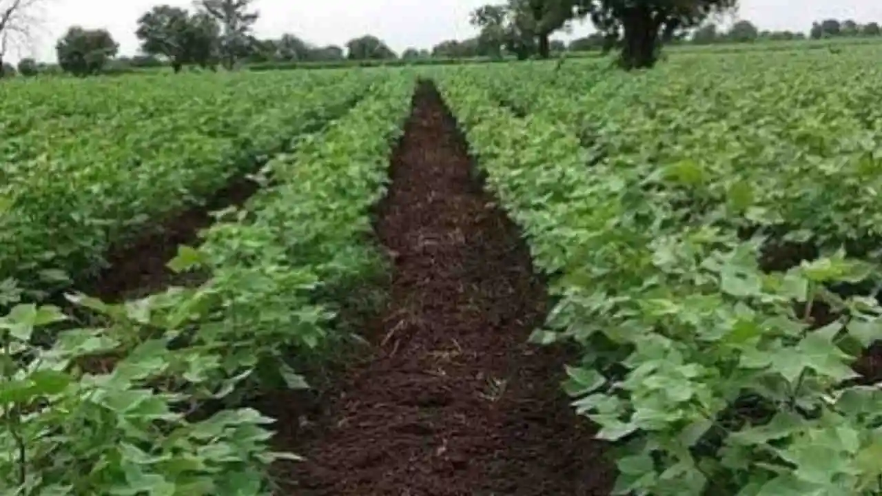 BT Cotton Farming