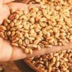 Wheat Procurement Date