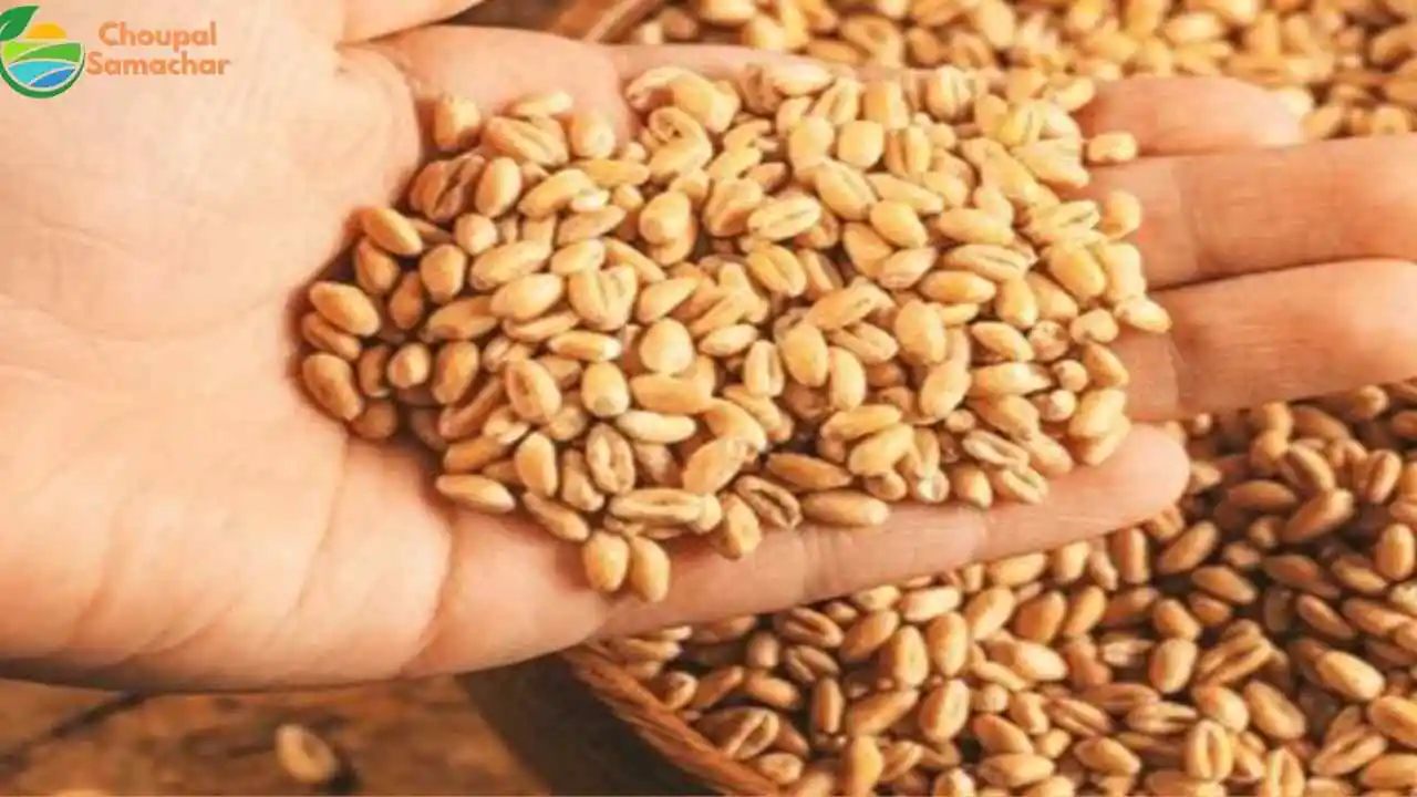 Wheat Procurement Date