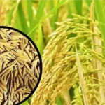 Rice New Varieties
