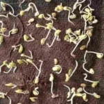 Seed Germination