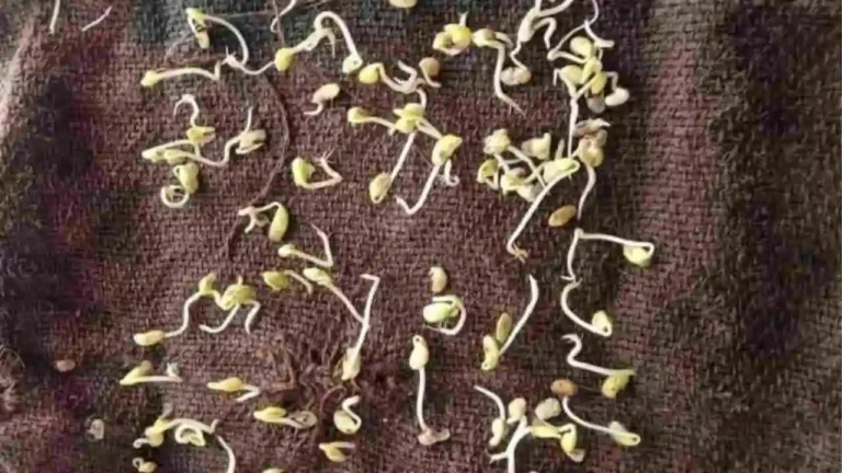 Seed Germination